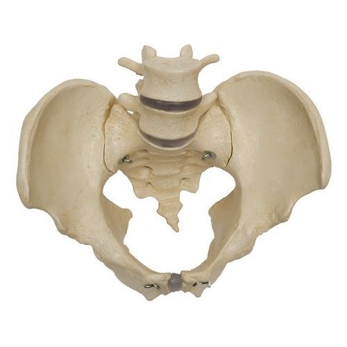 Skeleton model - A218 - RÜDIGER - ANATOMIE  - pelvis / with sacrum / for teaching