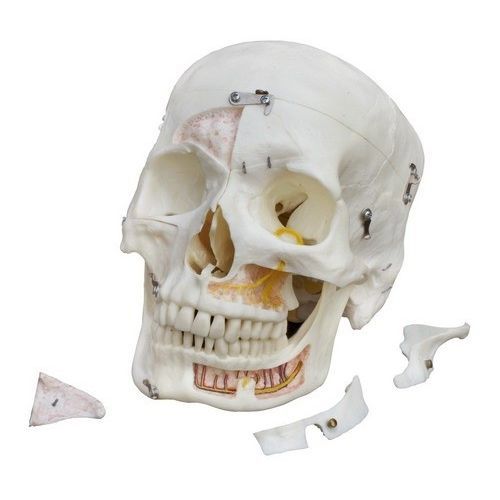 Tooth model - A226 - RÜDIGER - ANATOMIE  - bone / skull / mandible