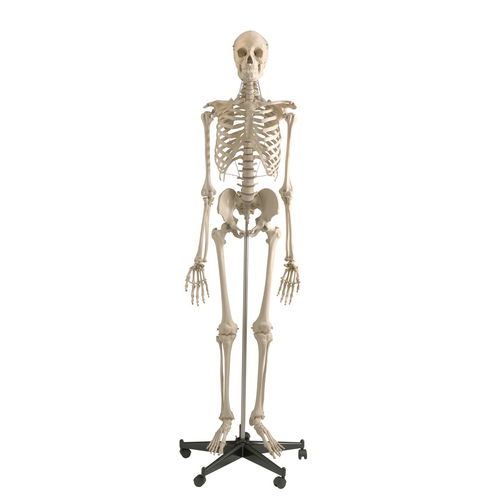 Skeleton model - A200 - RÜDIGER - ANATOMIE  - skull / mandible / joint