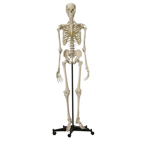 Skeleton model - A200.4 - RÜDIGER - ANATOMIE  - skull / whole body / for teaching