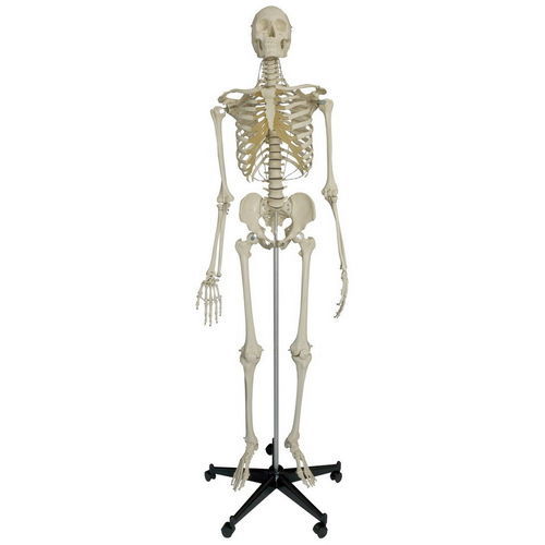 Skeleton model - A205 - RÜDIGER - ANATOMIE  - skull / joint / whole body