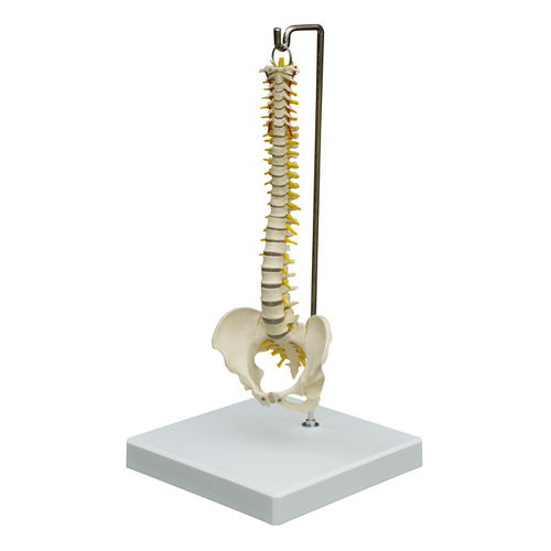 Vertebral column model - MI212 - RÜDIGER - ANATOMIE  - nerve / for teaching / flexible