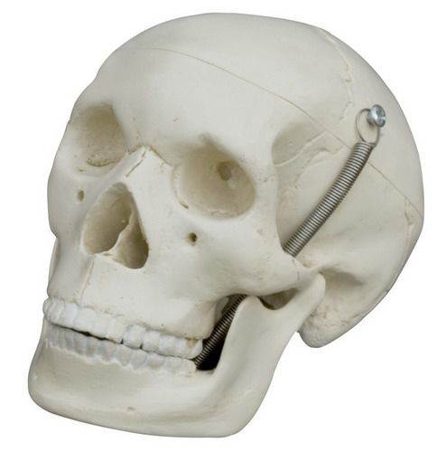 Skull model - MI220 - RÜDIGER - ANATOMIE  - for teaching / miniature