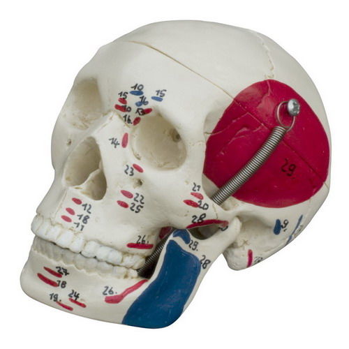 Skull model - MI221 - RÜDIGER - ANATOMIE  - for teaching / red / blue