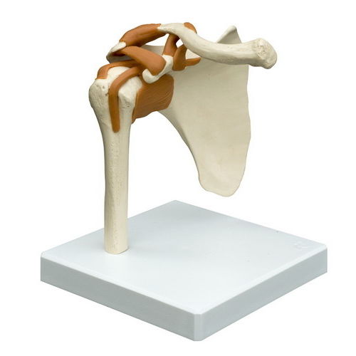 Joint model - A250 - RÜDIGER - ANATOMIE  - shoulder / for teaching