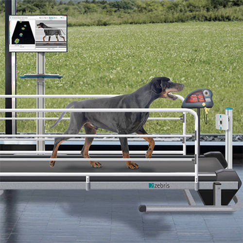 Gait assessment system - CanidGait® - zebris Medical - veterinary / automatic