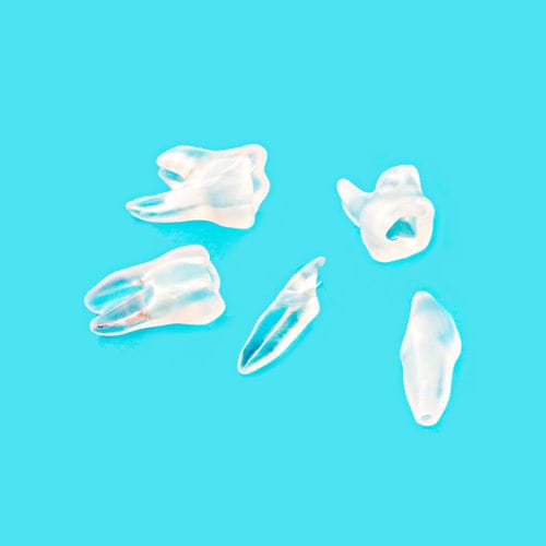 Tooth model - 2633-101-PCL - CERKAMED   - root canal / training