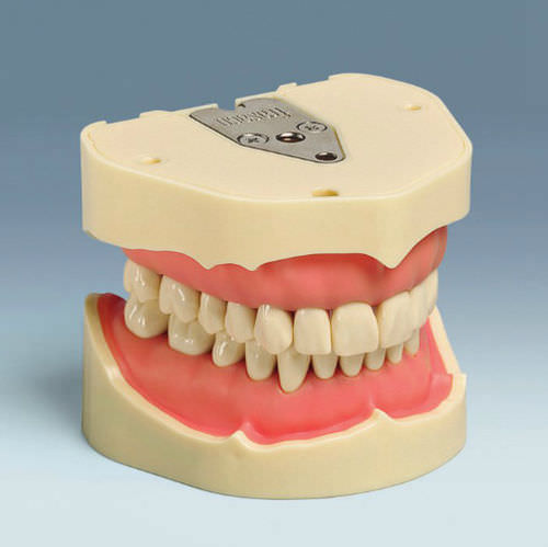 Denture model - ANA-4 V - frasaco - for teaching