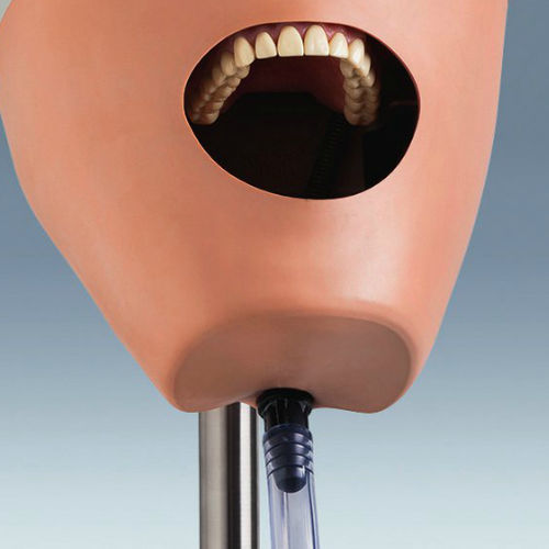 Dental care training manikin - P-6 GM1L - frasaco - head