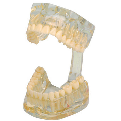 Denture model - 355641 - Hager & Werken - for demonstration / transparent