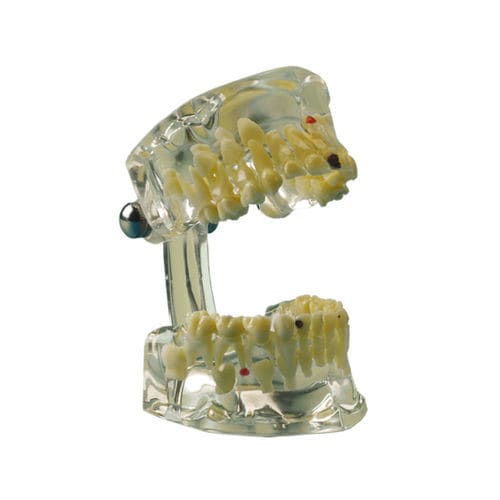 Mandible model - 355643 - Hager & Werken - teeth / dental / maxilla
