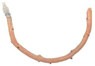 Femoral artery vascular bioprosthesis - AngioGraft® - Lifenet Health   - femoral vein / allograft
