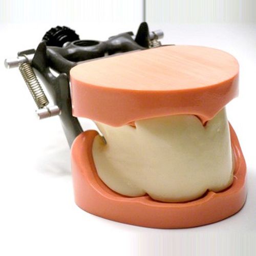 Mandible model - SP033  - Navadha Enterprises   - jaw / dental / for demonstration