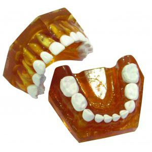 Jaw typodont - NA015 - Navadha Enterprises   - dental care / pediatric