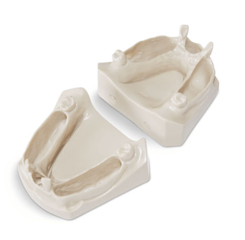 Jaw anatomical model - SP072 - Navadha Enterprises   - dental / training / for radiography