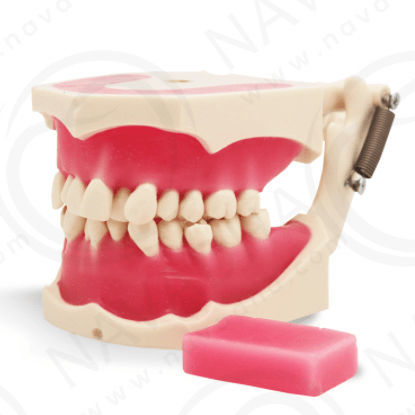 Jaw anatomical model - SP069 - Navadha Enterprises   - for orthodontics / training