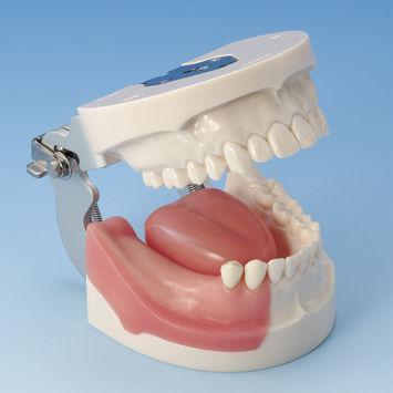 Bone model - IMP5003 Series - Nissin Dental Products Inc.   - mandible / jaw / for implantology