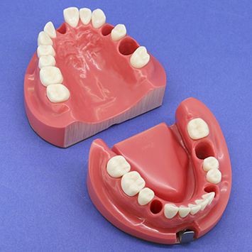 Jaw anatomical model - CON1002 Series - Nissin Dental Products Inc.   - denture / root canal / for endodontics
