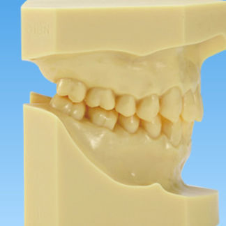 Denture model - ORT - Nissin Dental Products Inc.   - for orthodontics / training / resin