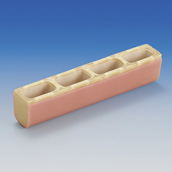 Sinus model - IMP1036-T-SP - Nissin Dental Products Inc.   - dental / side / training
