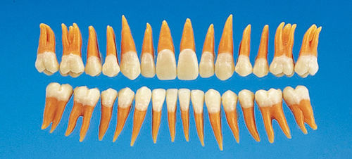 Tooth model - B2-TA.2 - Nissin Dental Products Inc. - training