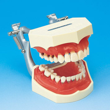 Denture model - PE-PER005 - Nissin Dental Products Inc.   - gingival / side / for periodontics
