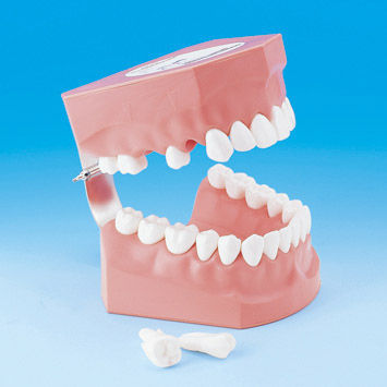 Denture model - PE-STP002 - Nissin Dental Products Inc.   - for dental hygiene / for teaching / adult