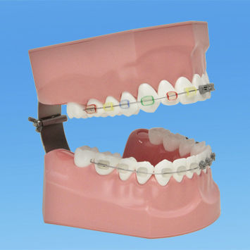Tooth model - PE-ORT002 - Nissin Dental Products Inc.   - for dental hygiene / for orthodontics / for teaching
