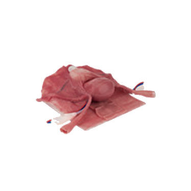 Training simulator - LTT05 - Applied Medical - for laparoscopy / hysterectomy / surgery