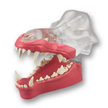 Denture model - DGDG - Columbia Dentoform® - gingival / for teaching / canine