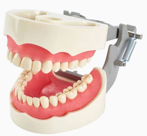 Denture model - 1560 series  - Columbia Dentoform® - gingival / for teaching / articulated
