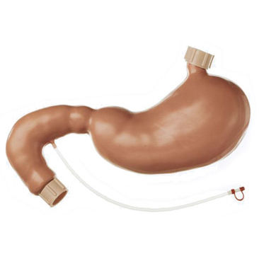 Stomach model - CLA 4/1 - Coburger Lehrmittelanstalt - for teaching / endoscopy / plastic