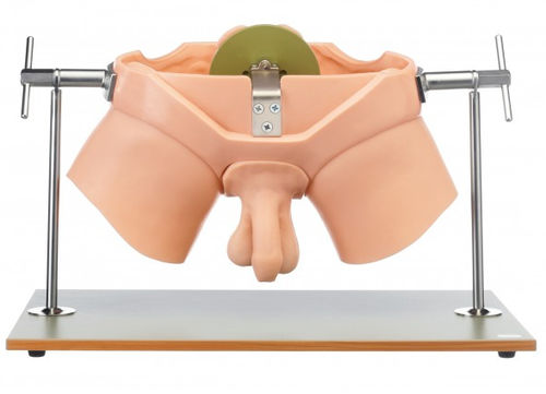 Urological care training manikin - CLA 6 - Coburger Lehrmittelanstalt - palpation / male / pelvis