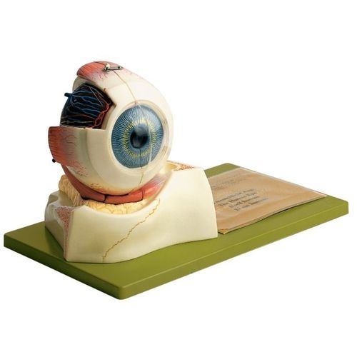 Eye anatomical model - CS 10 - Coburger Lehrmittelanstalt - side / training