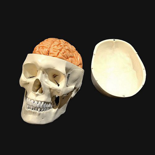 Skull model - Wellden International Inc. - head / brain / for teaching