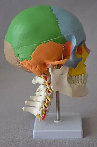 on Stand Numbered Artery 7 Cervical vertebrae Nerve with sutures Wellden Medical Anatomical Skull Model and 8 Parts Brain