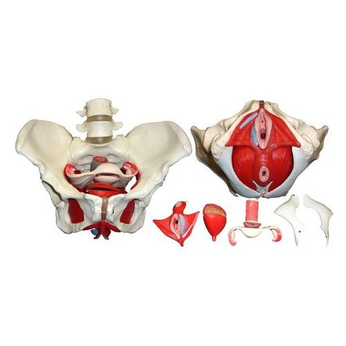 Pelvis model - Wellden International Inc. - gynecological / for teaching / female