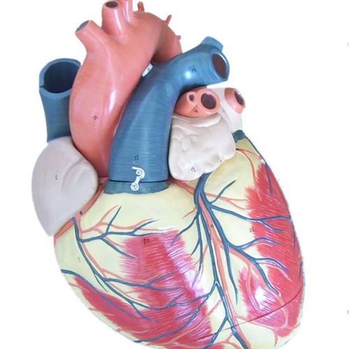 Heart model - Wellden International Inc. - for teaching