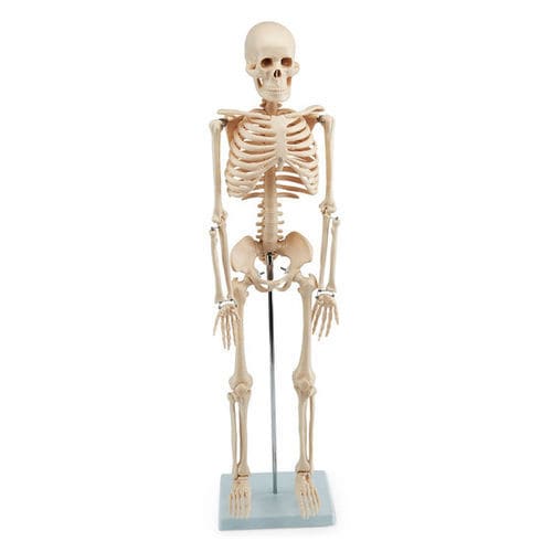 Skeleton model - SB48602 - Nasco - for teaching / white / articulated