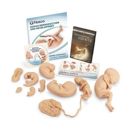 Teaching simulator - WA25812 - Nasco - anatomy / fetus / embryo
