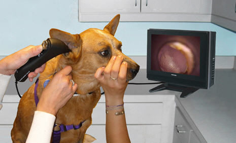 Video veterinary otoscope - Tele-View® TV-200X - Advanced Monitors Corporation - with speculum