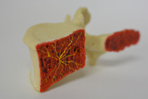 Lumbar vertebra anatomical model - Dynamic Disc Designs Corp. - for teaching / with nerves