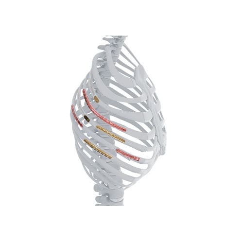 Rib compression plate - MatrixRIB™ - Depuy Synthes - sternal / thoracic / locking