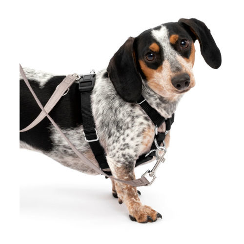 Walking harness - Sure-Fit - PetSafe