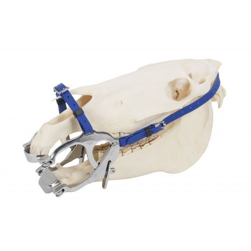 Dental veterinary speculum - Premium pony  - Equus Dental - for equines