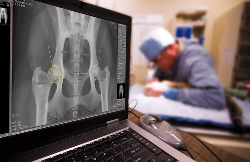 Management software - dicomPACS® vet Basic  - OR Technology - Oehm und Rehbein - for veterinary radiology