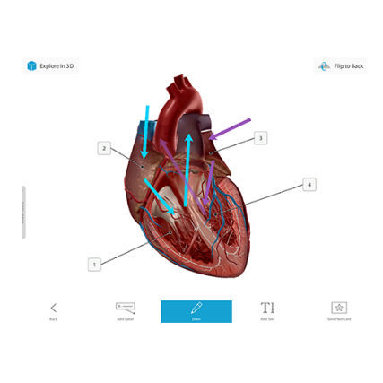 Management software - Courseware - Visible Body - 3D viewing / training / medical