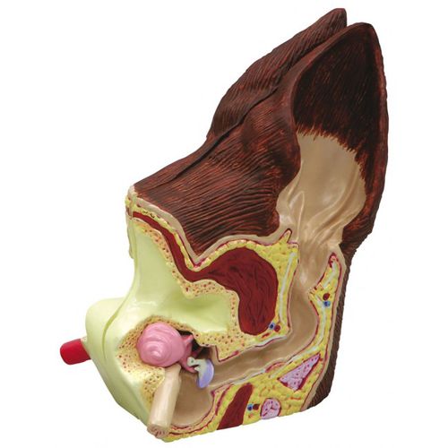 Ear model - 7.16.017 - Doctorgimo - cochlea / ear canal / ossicles