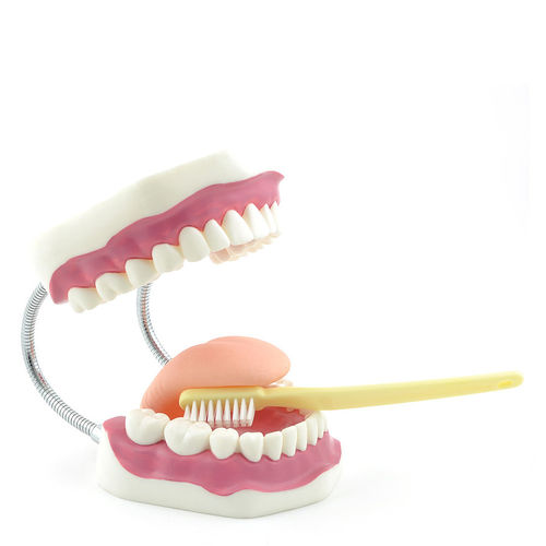 Tooth model - H130372  - HeineScientific® - dental / for dental hygiene / for teaching