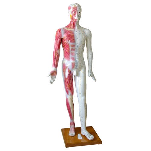 Muscle model - H131300 - HeineScientific® - whole body / acupuncture / for teaching